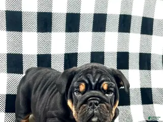 English Bulldog dogs Winston - Ad 23