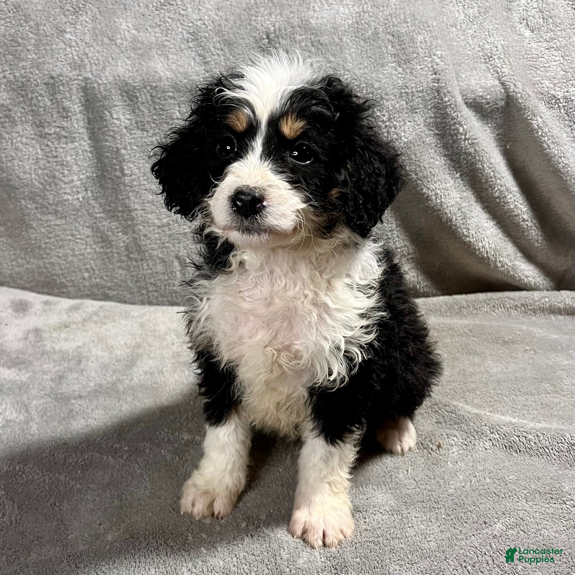 Mini Bernedoodle dogs Olivia - Ad 2