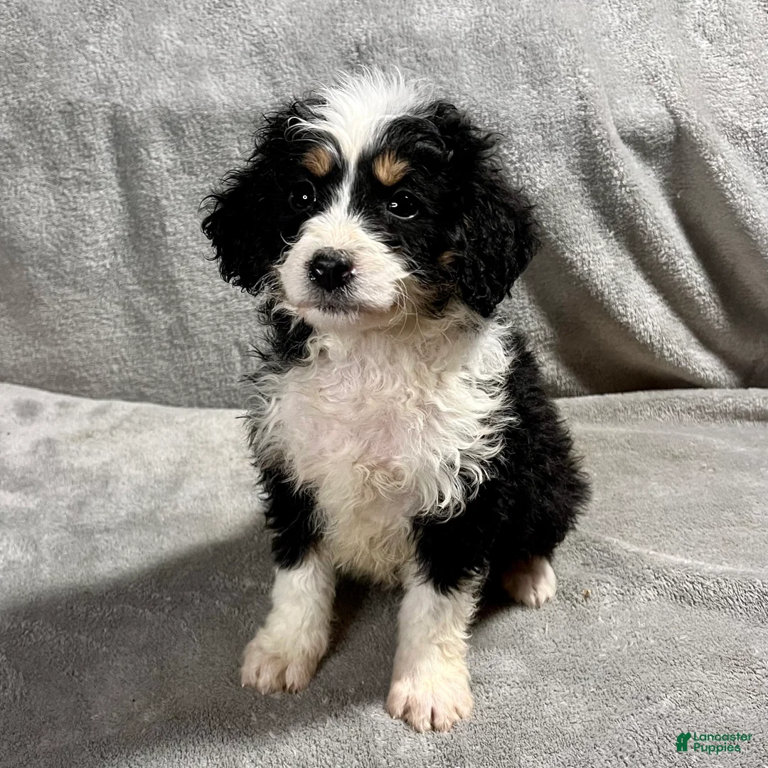 Mini Bernedoodle dogs for sale: Olivia - Ad 2