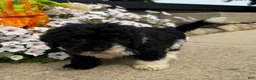 Miniature Poodle dogs for sale: Max - Ad 3