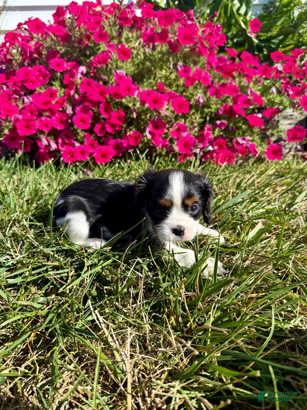 Cavalier King Charles Spaniel dogs for sale: Roscoe - Ad 17