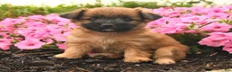 Mixed Breed dogs for sale: Gracie - Ad 3