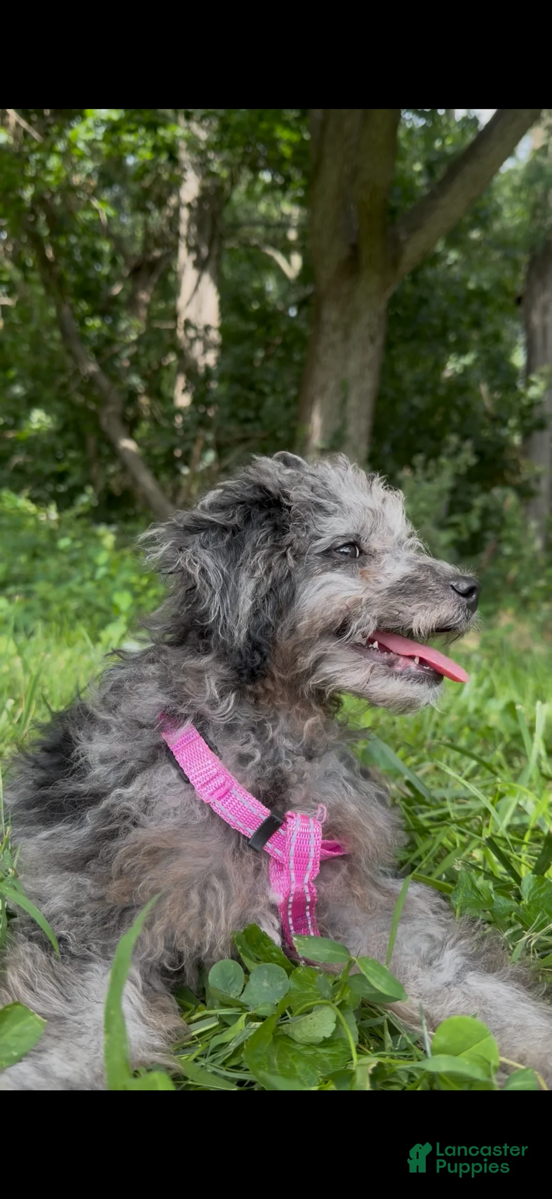 Toy Poodle dogs for sale: Meryl’s Toy Poodle  - Ad 2