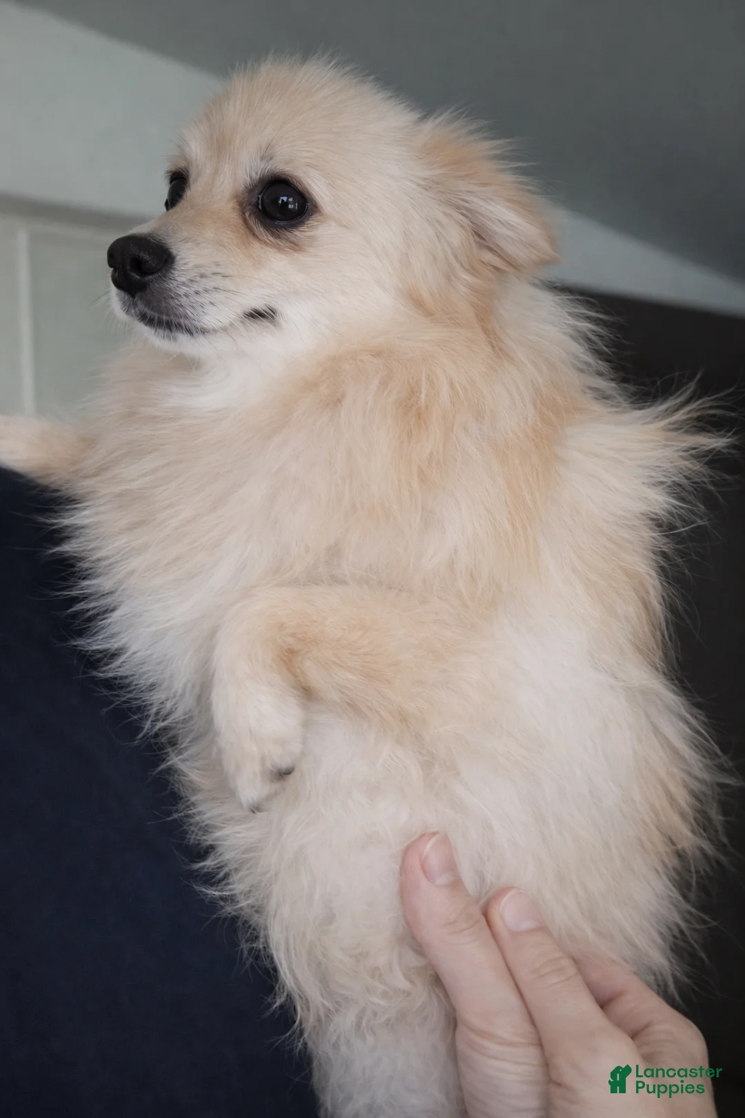 Jack Chi dogs for sale: Daisy  - Ad 6