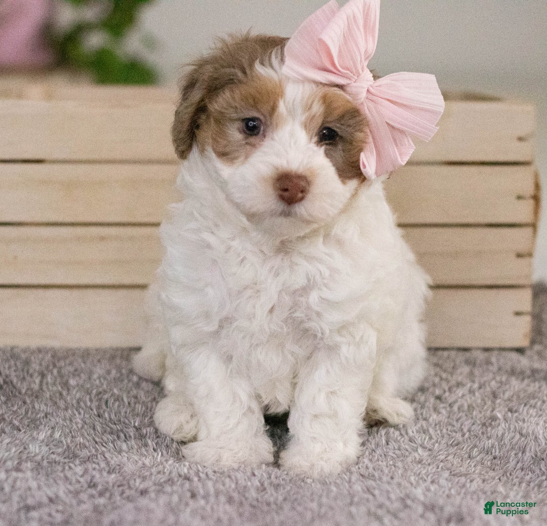 Mini Aussiedoodle dogs for sale: Mabel-petite size - Ad 2
