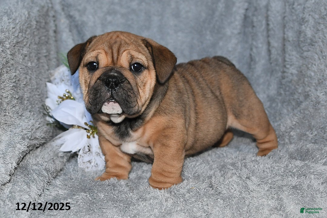English Bulldog dogs for sale: Selena - Ad 2