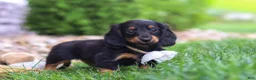 Miniature Dachshund dogs for sale: Buddy - Ad 4
