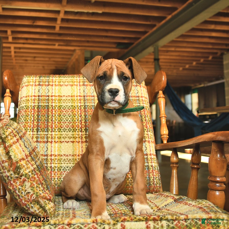 Boxer dogs Bambi - Ad 26