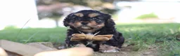 Cavapoo dogs for sale: Logan - Ad 4