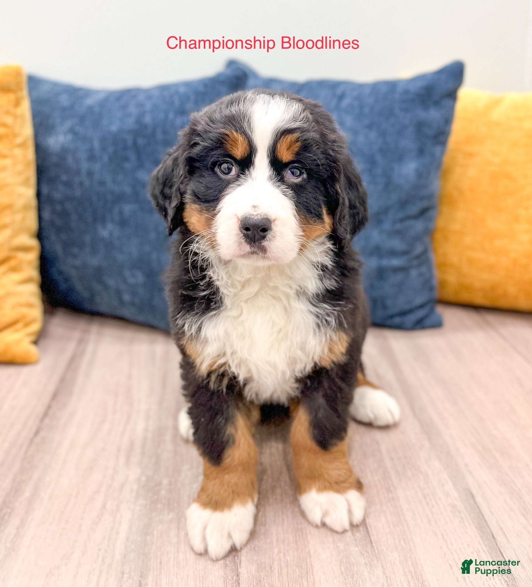 Bernese Mountain Dog dogs Rosie - Ad 24
