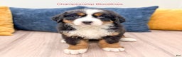 Bernese Mountain Dog dogs for sale: Rosie - Ad 1