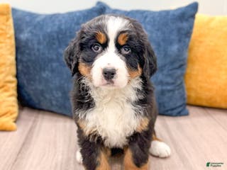 Bernese Mountain Dog dogs Rosie - Ad 24
