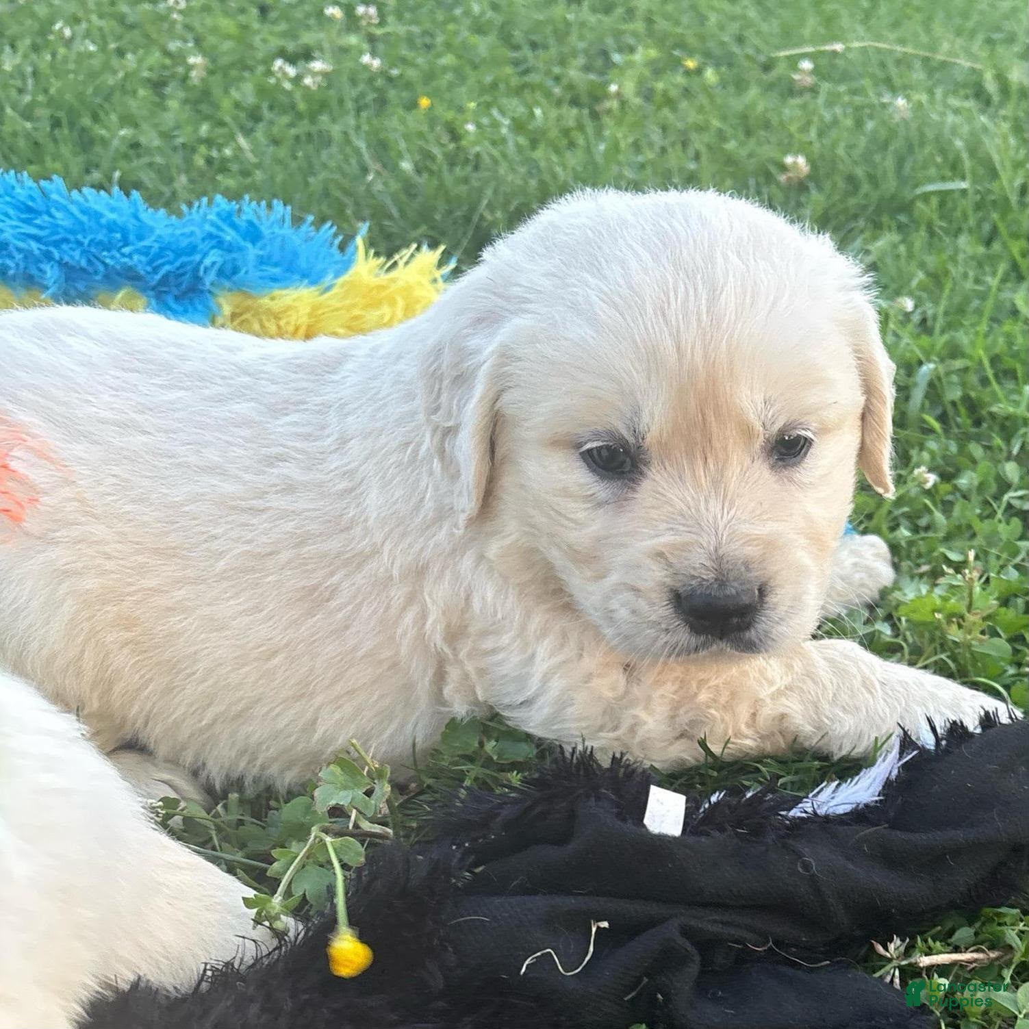 Golden Retriever dogs Golden Retriever 1 - Ad 1