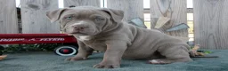 American Bully dogs for sale: Ava - Ad 2