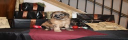 Whoodle dogs for sale: Lee - Ad 4