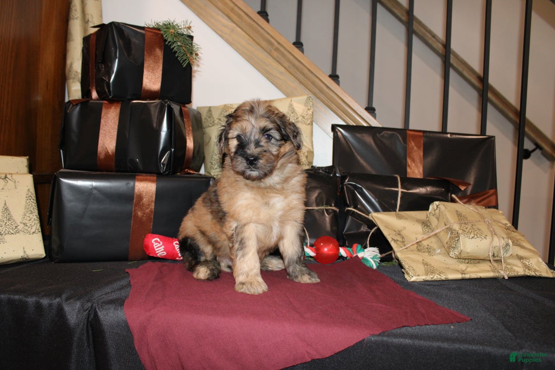 Whoodle dogs for sale: Lee - Ad 4