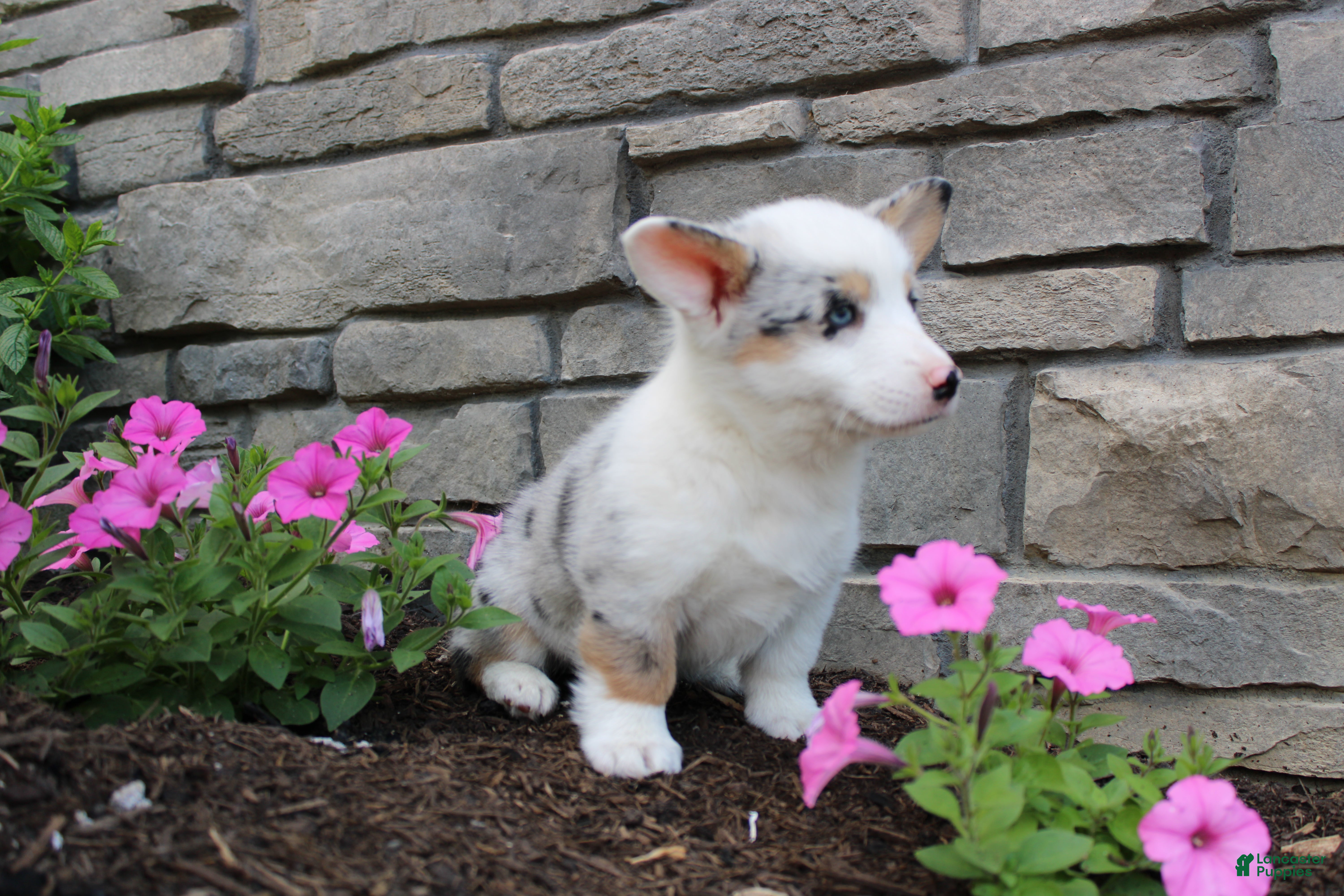 Welsh Corgi Pembroke dogs Denver  - Ad 2