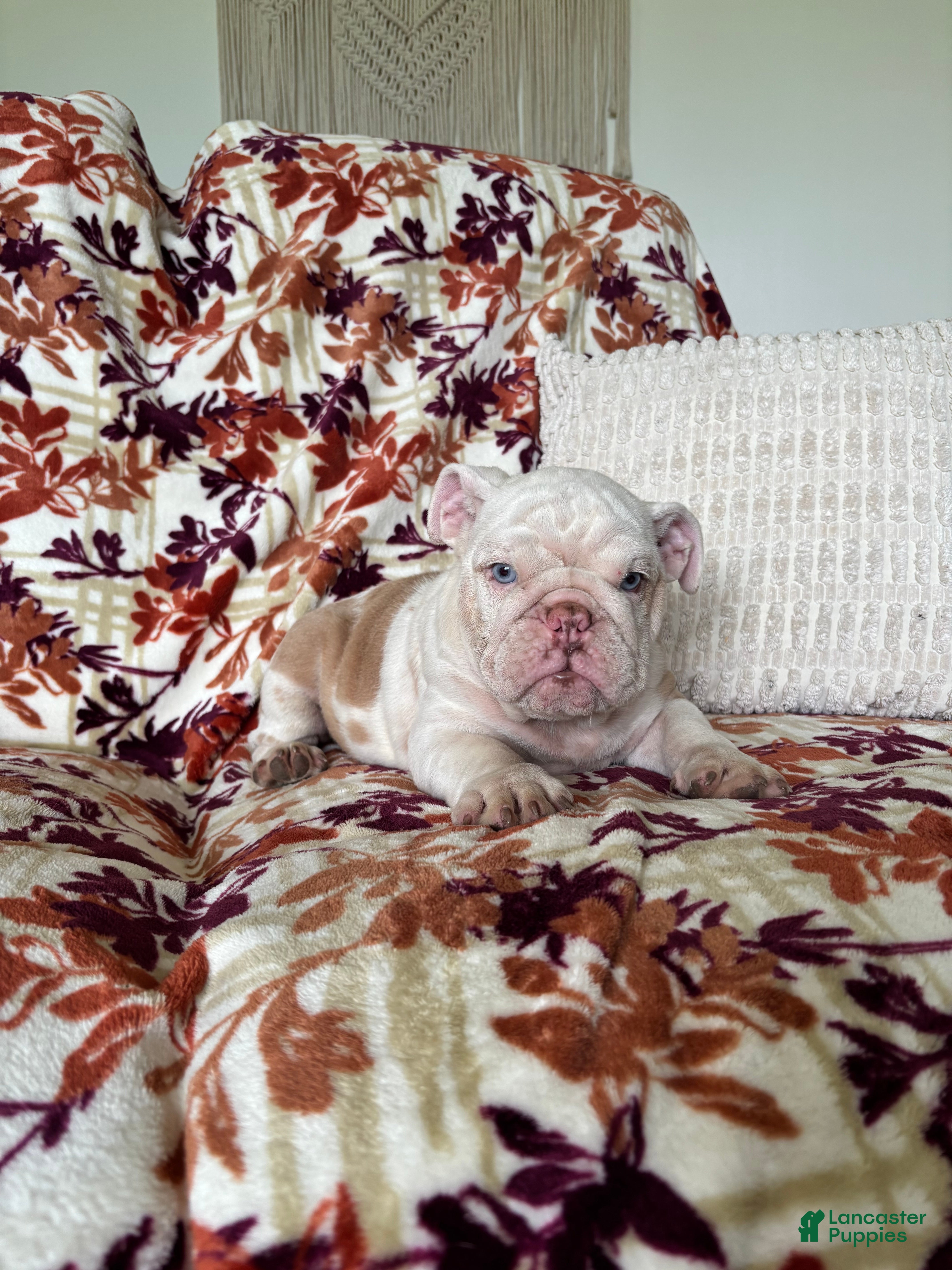 English Bulldog dogs English Bulldog 2 - Ad 1