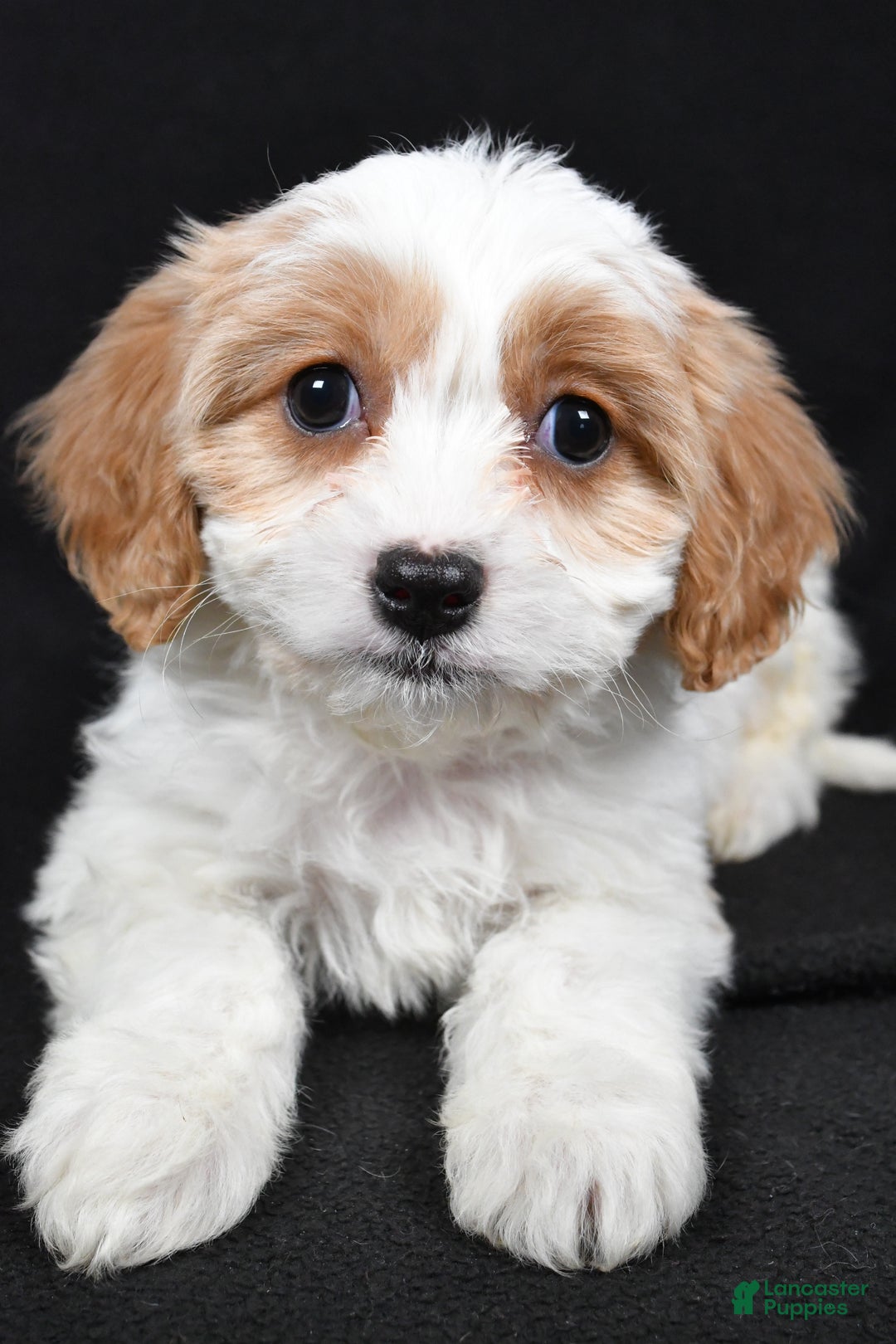 Cavachon dogs for sale: Olive - Ad 4