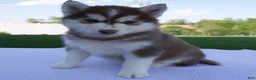 Pomsky dogs for sale: Scout - Ad 3
