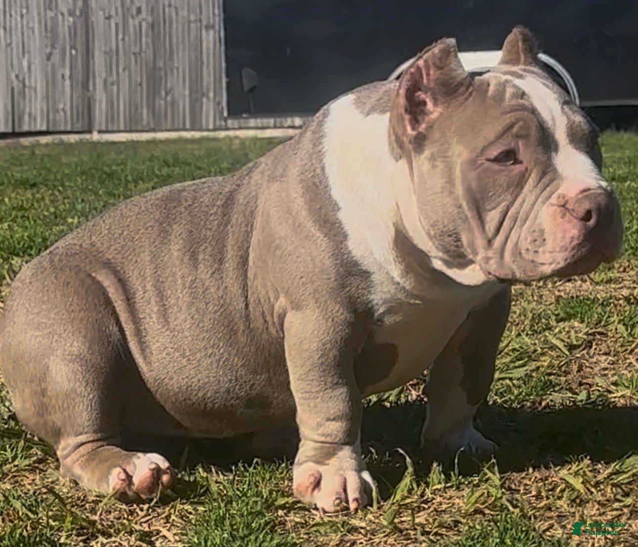 American Bully dogs Armani  - Ad 1