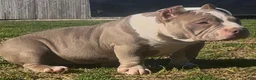 American Bully dogs for sale: Armani  - Ad 13