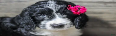 Maverick