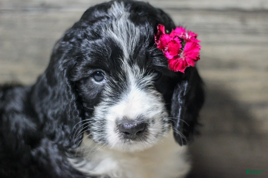 Mixed Breed dogs for sale: Maverick - Ad 1