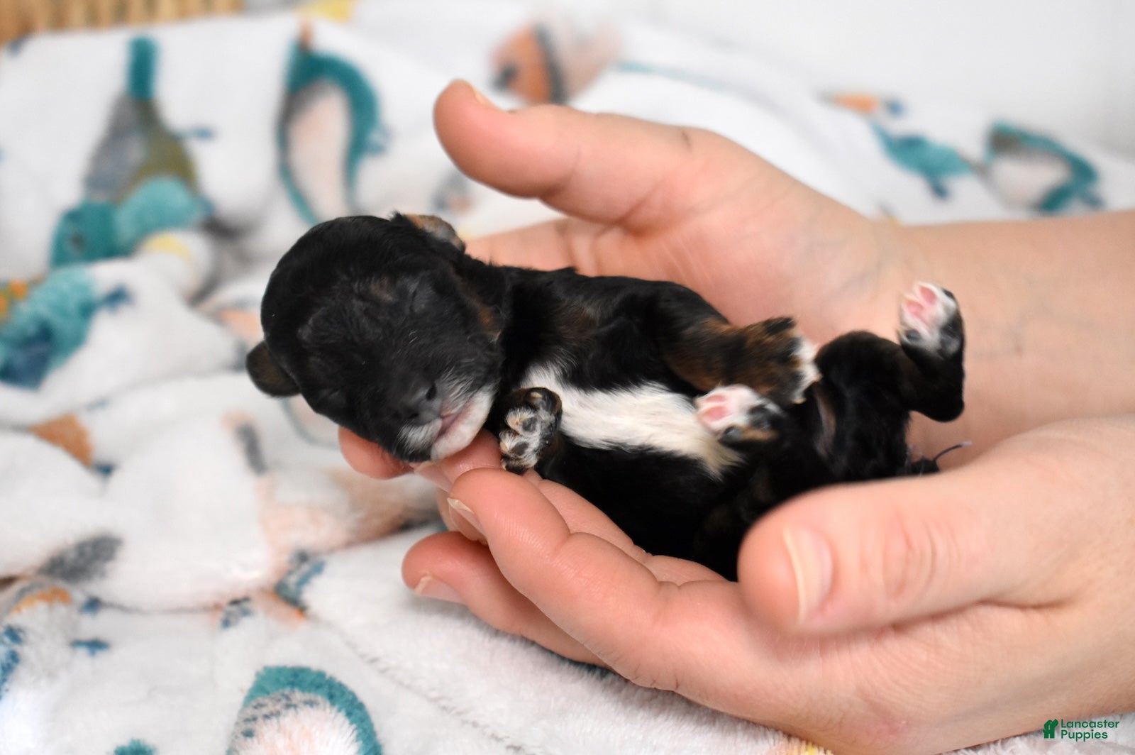 Miniature Poodle dogs Jasper  - Ad 2