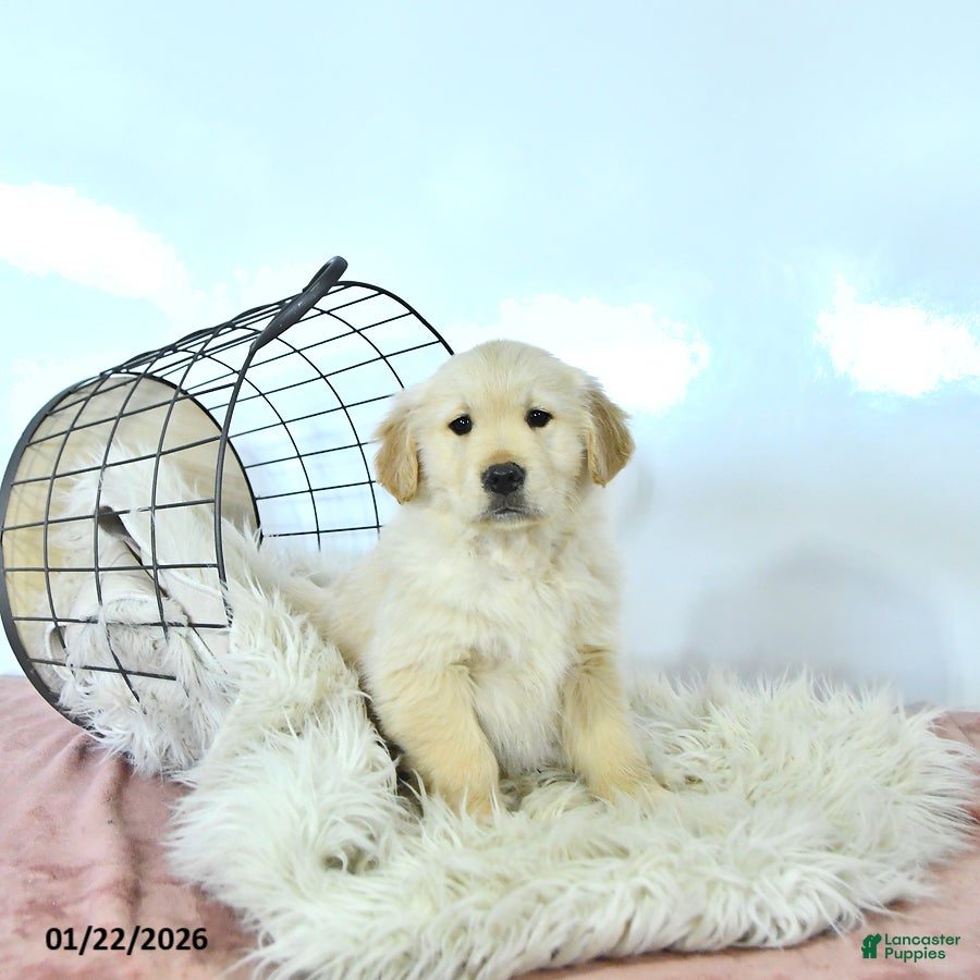 Golden Retriever dogs Milo - Ad 1