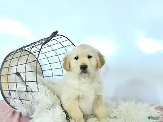 Golden Retriever dogs Milo - Ad 42