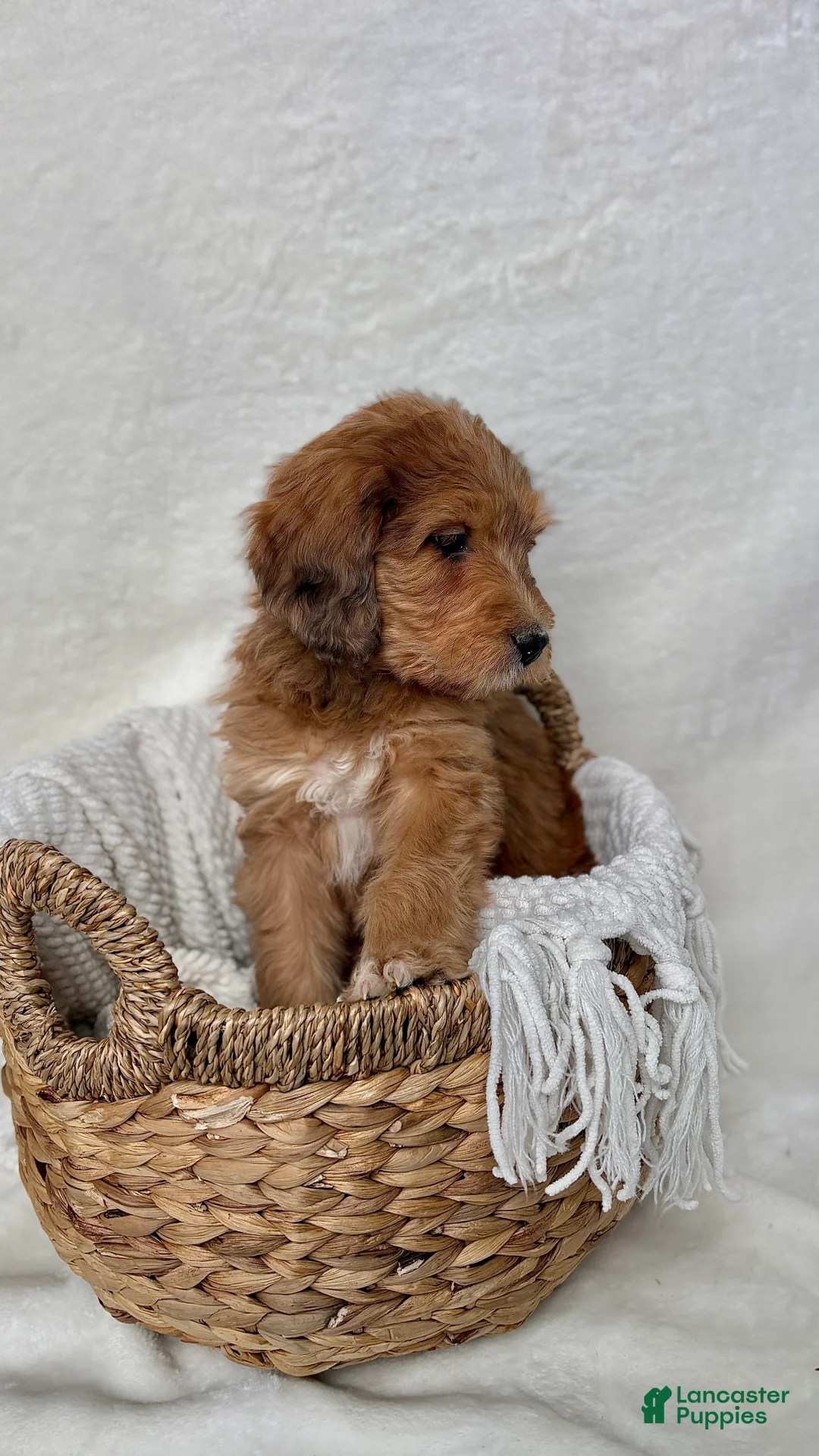 Bernedoodle dogs for sale: Coco - Ad 11