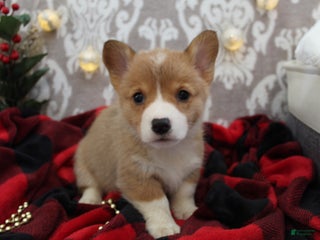 Welsh Corgi Pembroke dogs Ginger - Ad 25