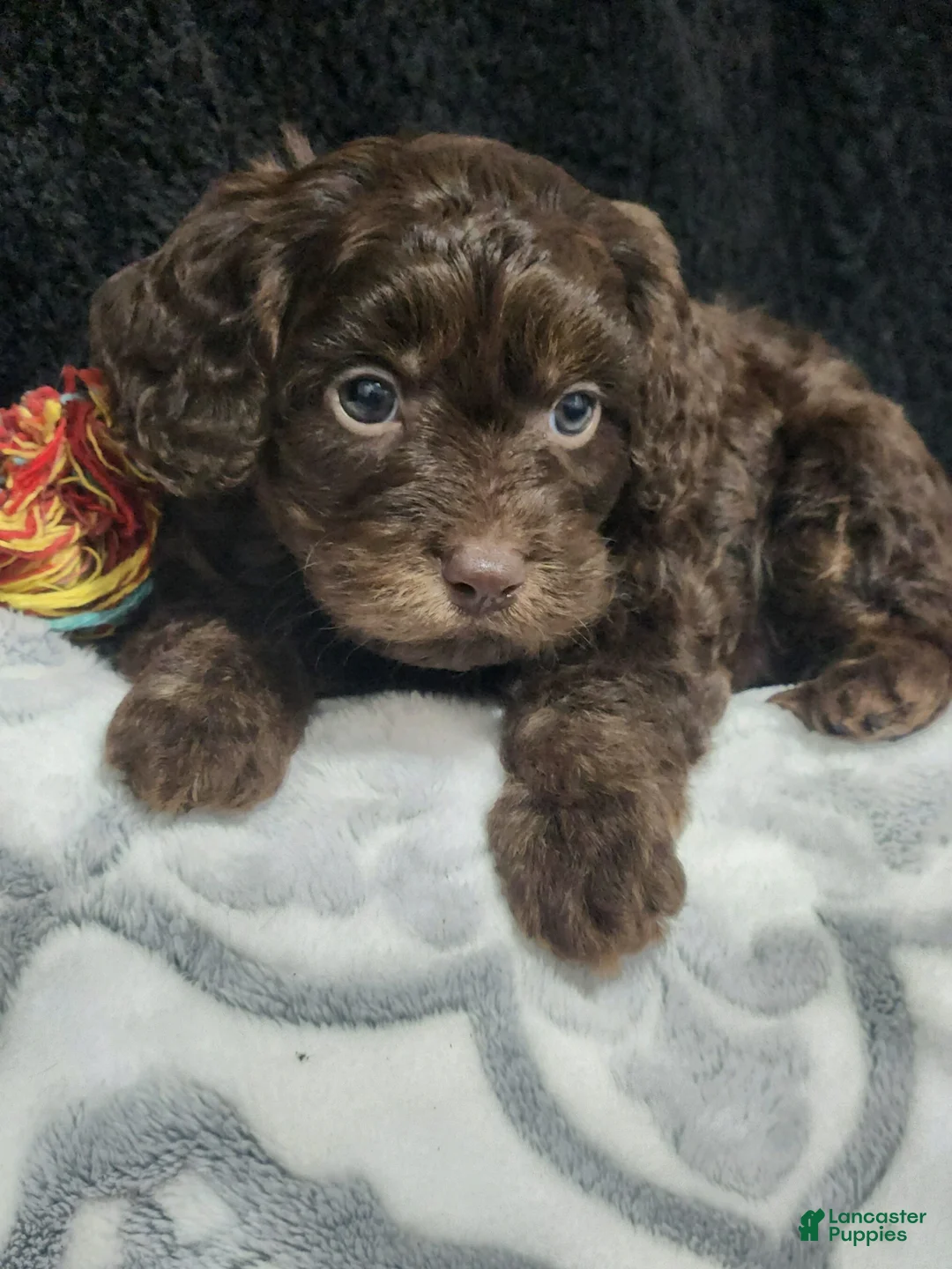 Cavapoo dogs for sale: Scotty - Ad 5