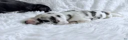 Great Dane dogs for sale: Athena - Ad 6