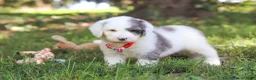 Sheepadoodle dogs for sale: Nemo - Ad 3