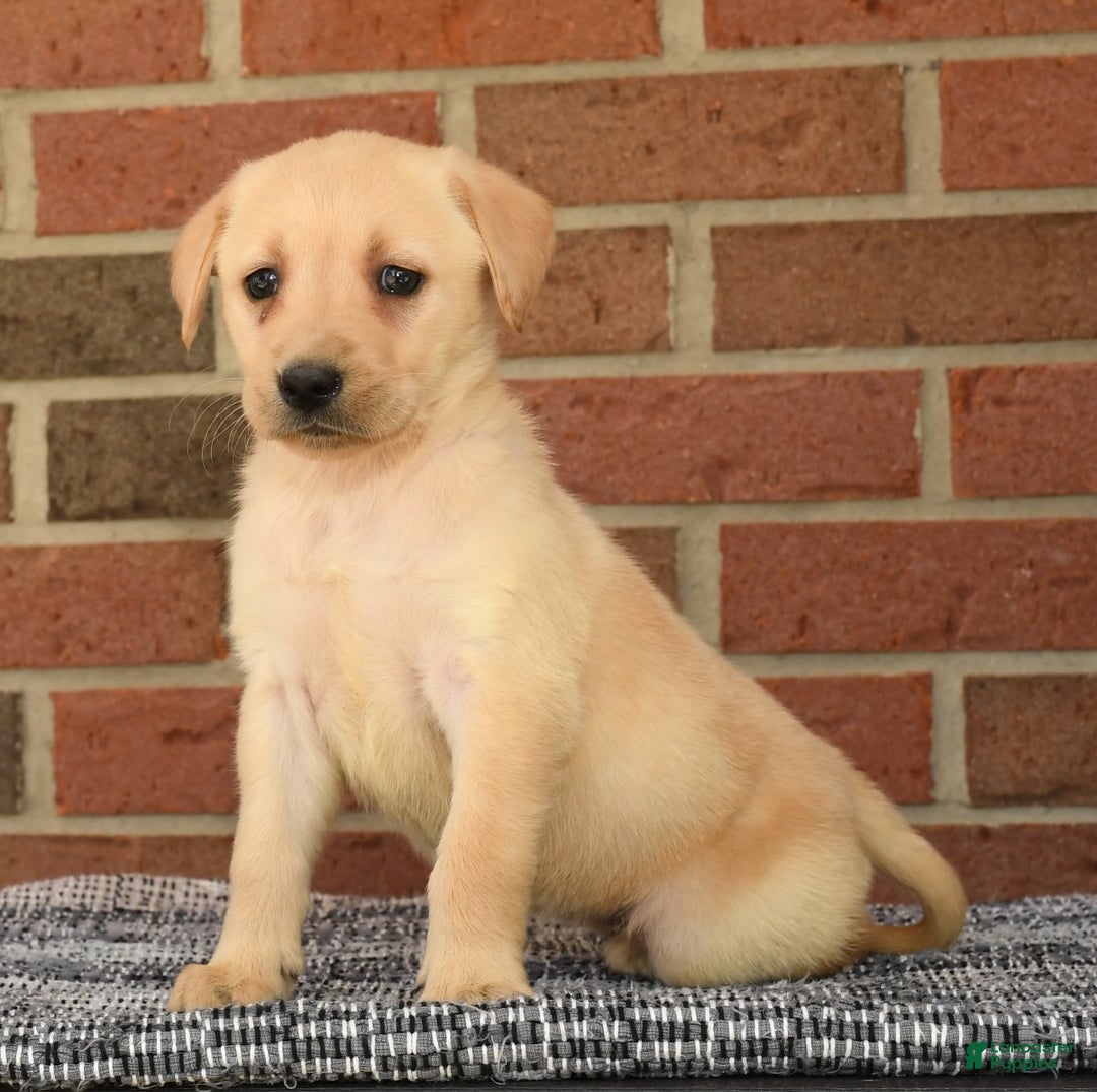 Labrador Retriever Top 10 Hunting Dogs Labrador Retriever Puppies