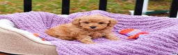 Cavapoo dogs for sale: Charlotte - Ad 1