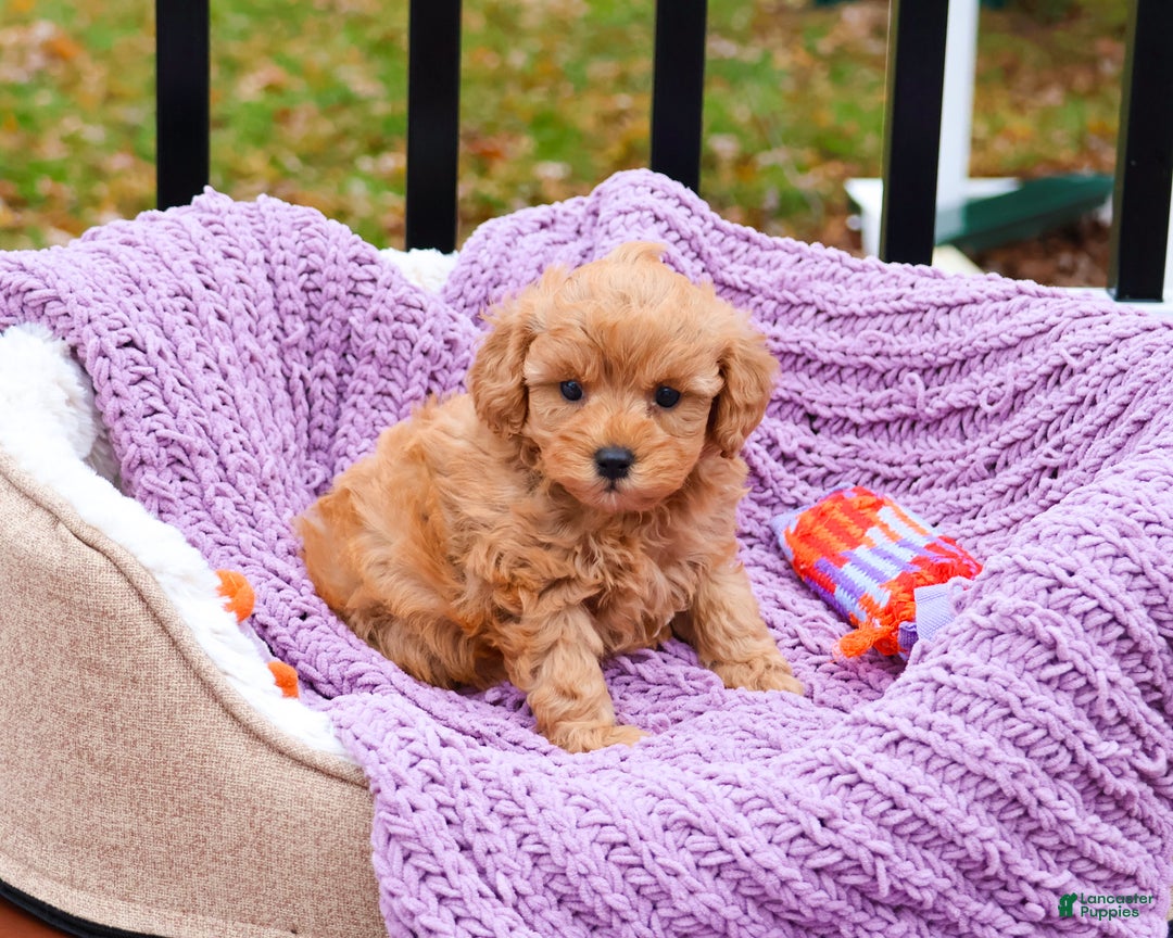 Cavapoo dogs for sale: Charlotte - Ad 1