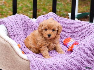 Cavapoo dogs for sale: Charlotte - Ad 3