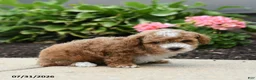 Toy Poodle dogs for sale: Calamity - Ad 3