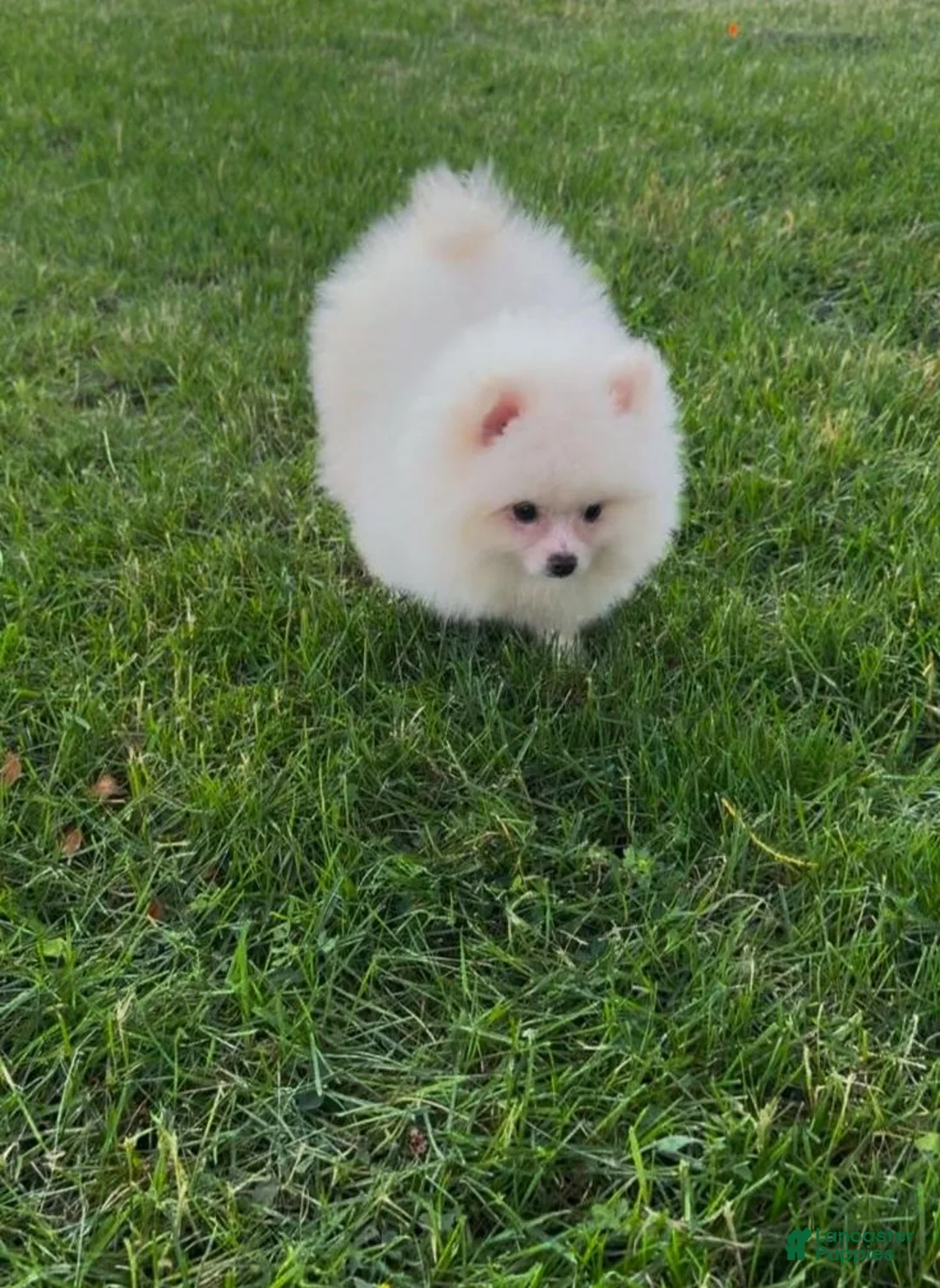 Pomeranian dogs for sale: Pomeranian Puppy female Zoey  - Ad 2