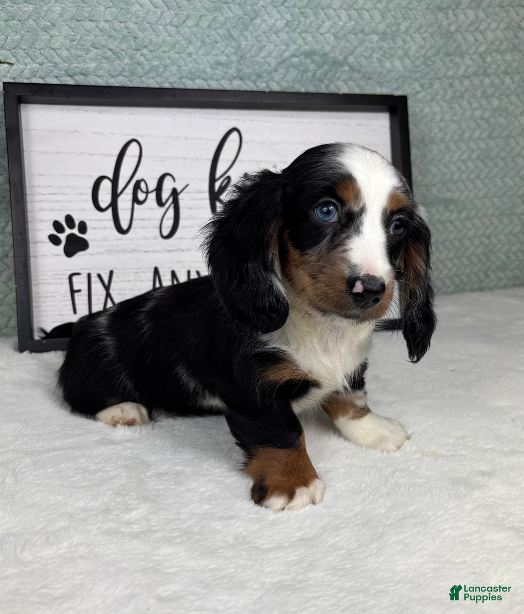 Miniature Dachshund dogs for sale: Miniature Dachshund Puppy 3 - Ad 6