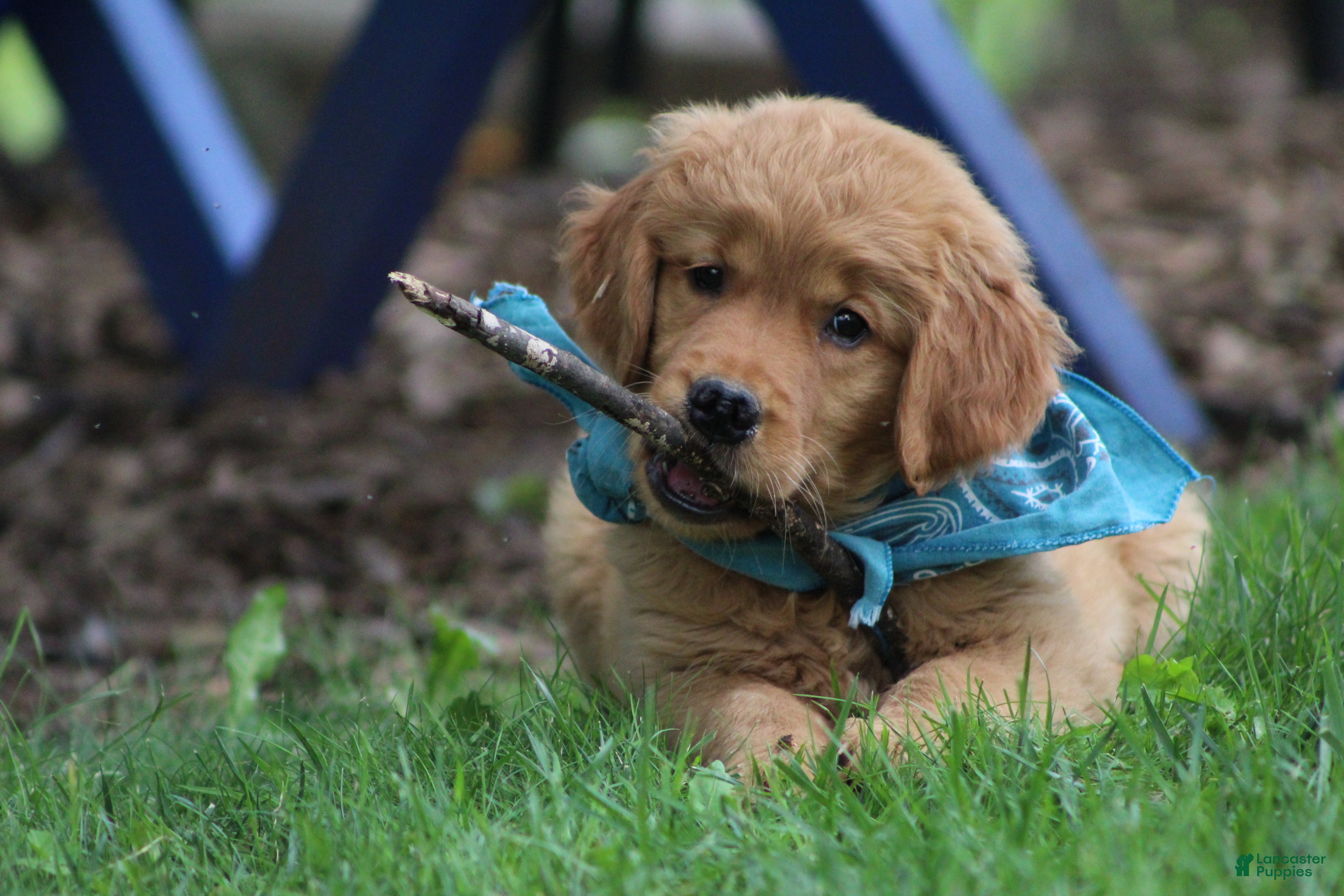 Golden Retriever dogs Indie - Ad 2