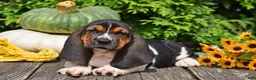 Basset Hound dogs for sale: Landon - Ad 4