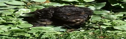 Standard Poodle dogs for sale: Standard Poodle 4 Brown Phantom - Ad 15