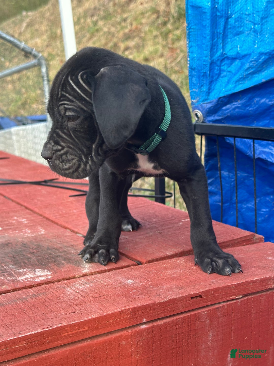 Cane Corso dogs for sale: Ace - Ad 3