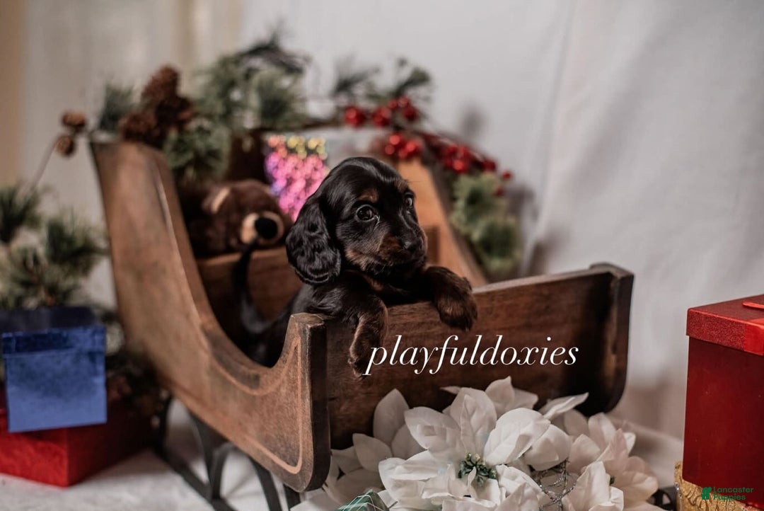 Miniature Dachshund dogs for sale: Yellow Collar Girl Dachshund Puppy  - Ad 8