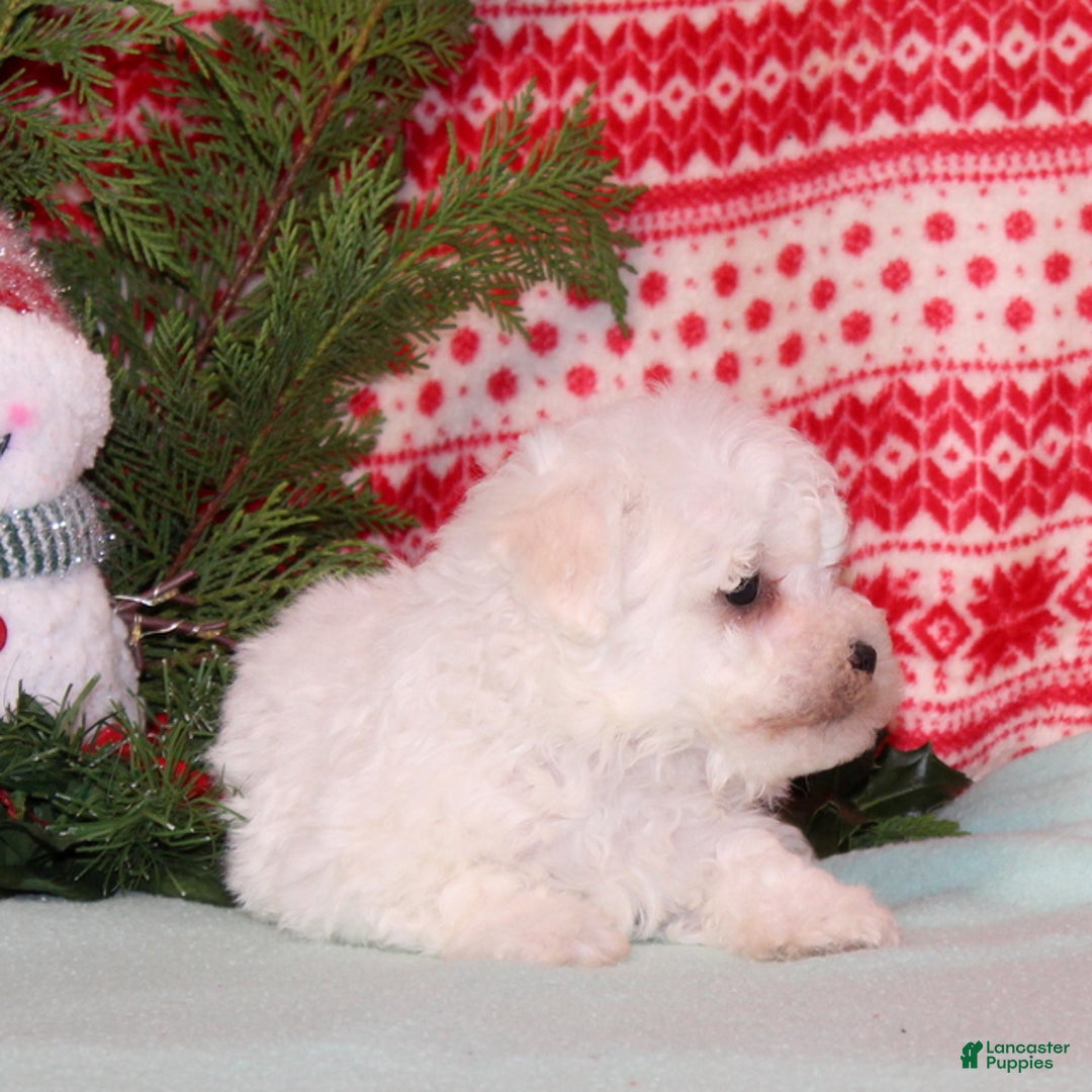 Bichon Frise dogs for sale: Watson - Ad 4