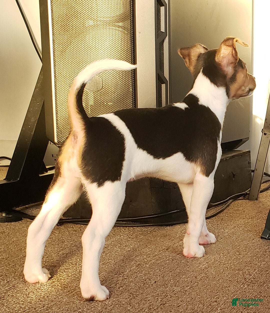 Rat Terrier dogs for sale: Molly *updated photos* - Ad 5